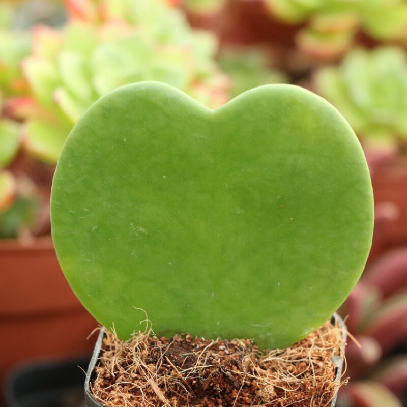 耘沫胭心形多肉植物心叶球兰锦一片心心型叶片 心叶球兰5-6厘米 裸根