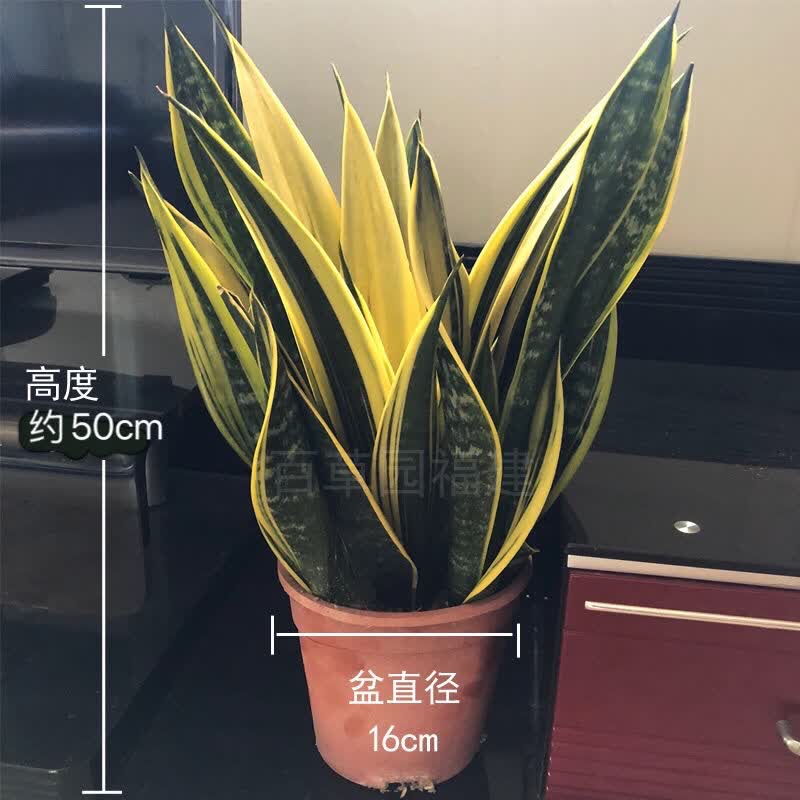 虎皮兰批发室内盆栽客厅吸甲醛植物净化空气好养绿植 五年老桩原土