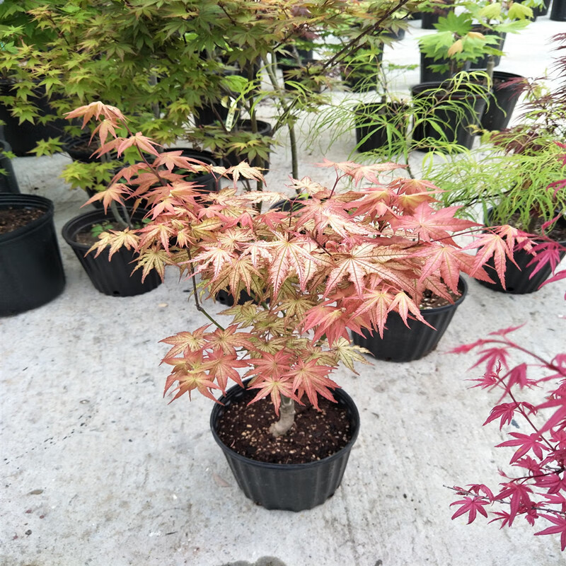 醉春木桃子奶油  日本红枫盆景园艺素材枫树树苗花园庭院植物日式 1