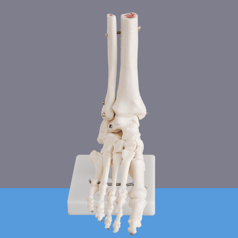 【药房直售】手脚骨模型手腕脚踝关节手掌骨骼足部足骨附韧带结构 hs-