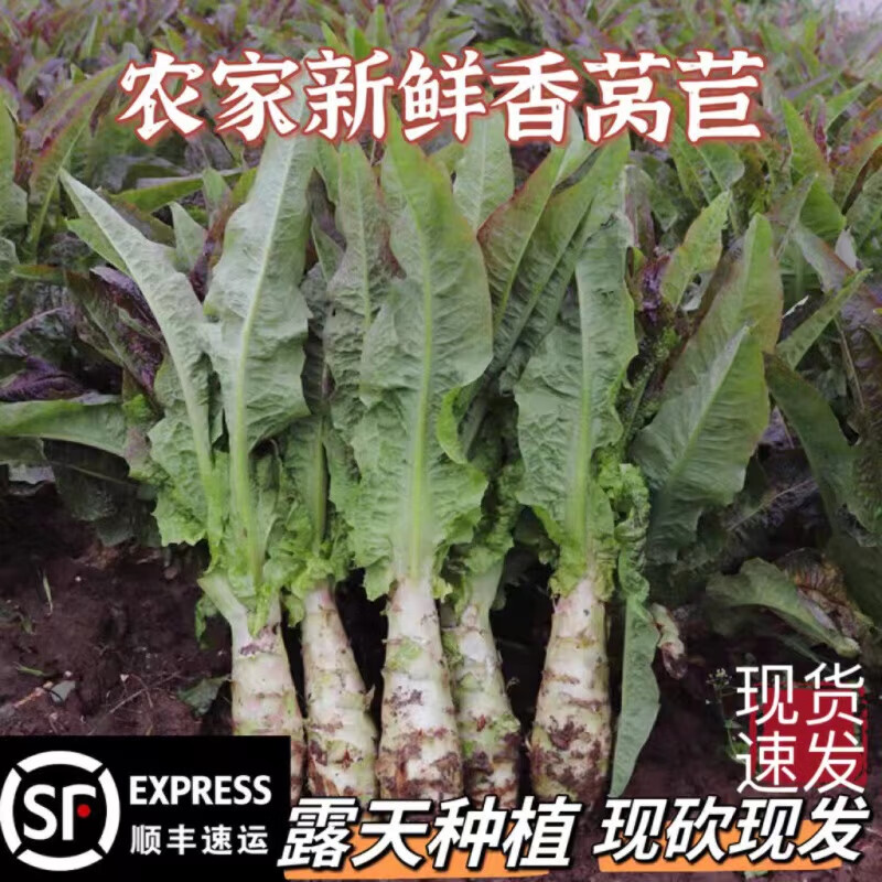 山间果好湖北农家新鲜莴笋露天种植红皮紫叶香莴苣时令新鲜蔬菜现货速