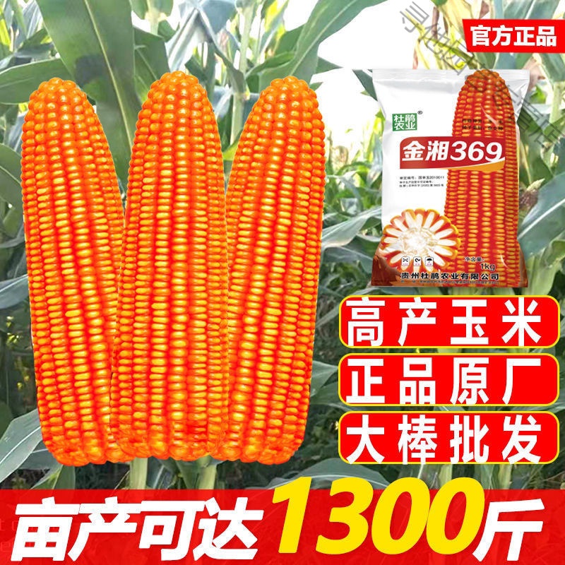 梦玉369玉米品种简介,新玉816玉米品种简介 预售 玉米种子金湘369大田高产玉米种杂交玉米种子高产大棒种批发 金