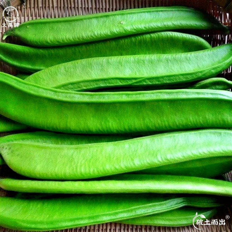 大禹大刀豆籽种子四季架豆扁豆角阳台春季蔬菜家庭种植 鼎牌易刀豆