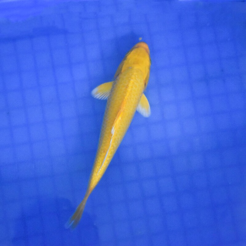 贝冠奇锦鲤活鱼大正三色红白锦鲤秋翠孔雀丹顶黄龙凤蝴蝶鲤冷水鱼观赏鱼 黄金 13-17cm1条