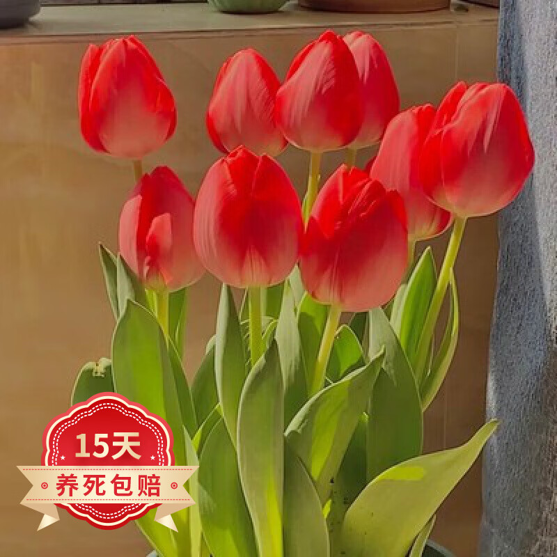 5颗郁金香种球水培荷兰重瓣大种球花卉四季好活土养阳台办公桌盆栽