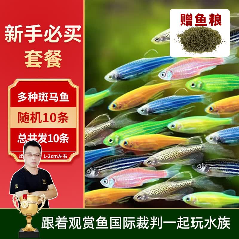 美人雾斑马鱼活鱼活体观赏鱼活体热带鱼小型观赏鱼孔雀鱼斗鱼淡水观赏鱼 新手必买套餐随机10条2-3cm高性价比高么？
