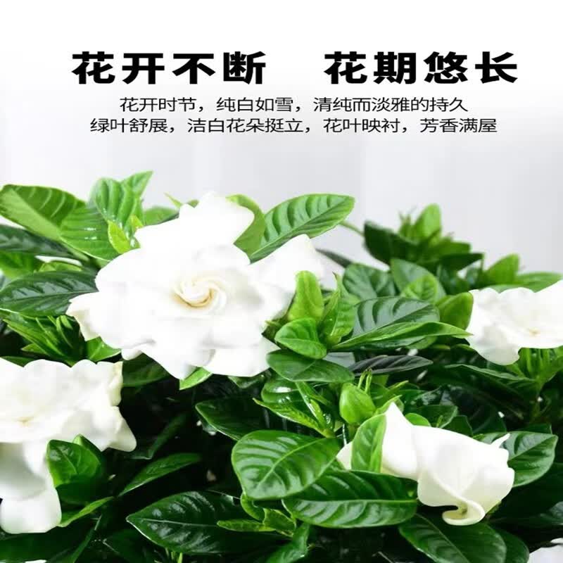 秋芊卉带花苞牡丹丛生浓香栀子花阳台室内盆栽花卉四季开花枝子花植物 牡丹大叶丛生栀子花中盆 树脂花盆栽好发货