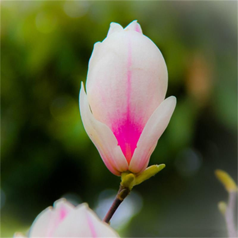 玉兰花盆栽地栽玉兰花树苗花卉南北方种植庭院别墅当年开花耐寒耐 新