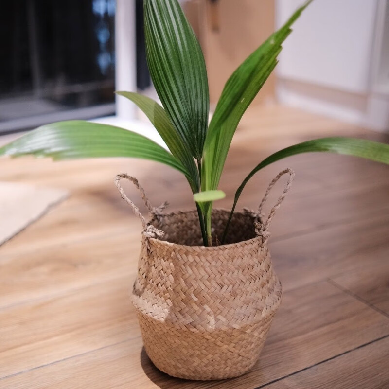 江影清正宗网红泰国圆叶轴榈小苗 圆叶刺轴榈苗 客厅绿植盆栽阳台北欧