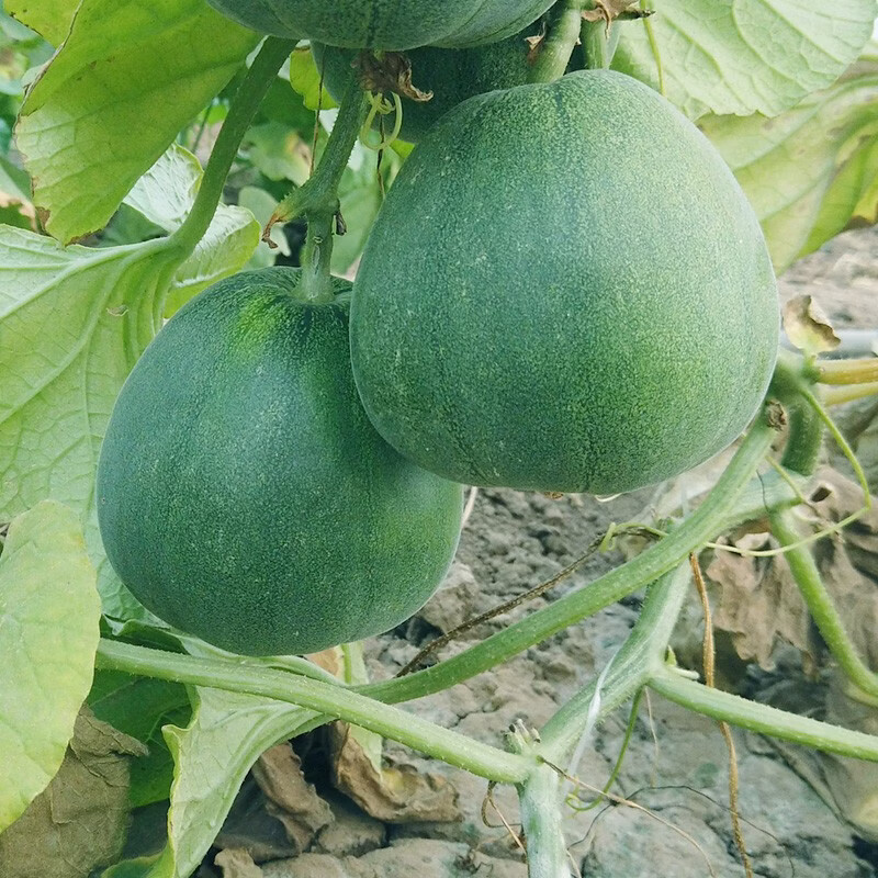 种菜记老品种面瓜种子黄皮黑皮花皮面瓜种籽露地生吃甜瓜种籽香瓜四季