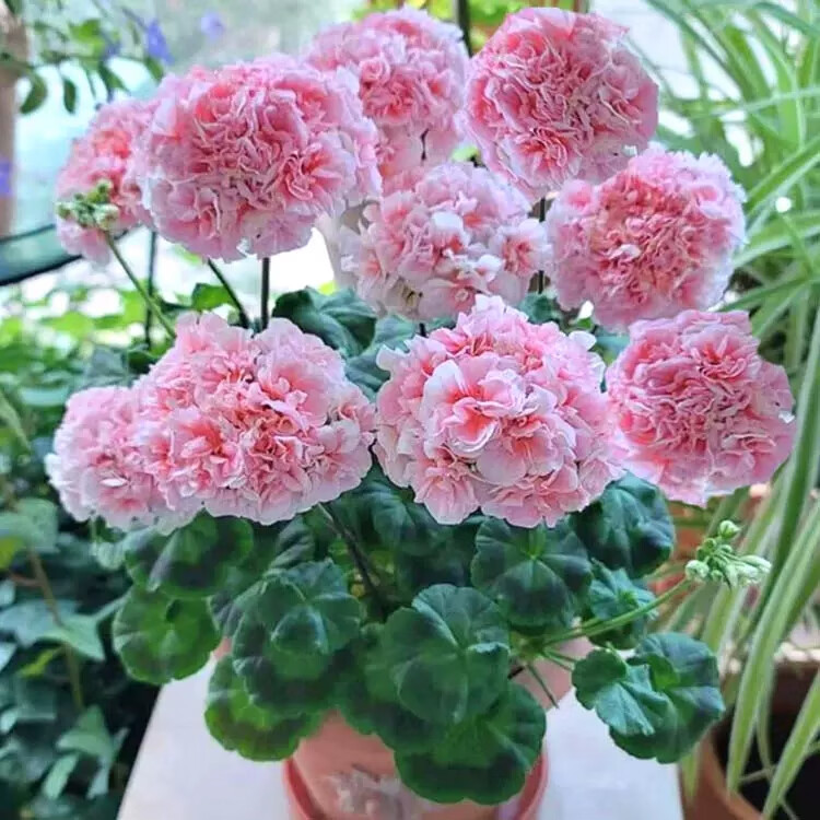 天竺葵公主 带盆栽好