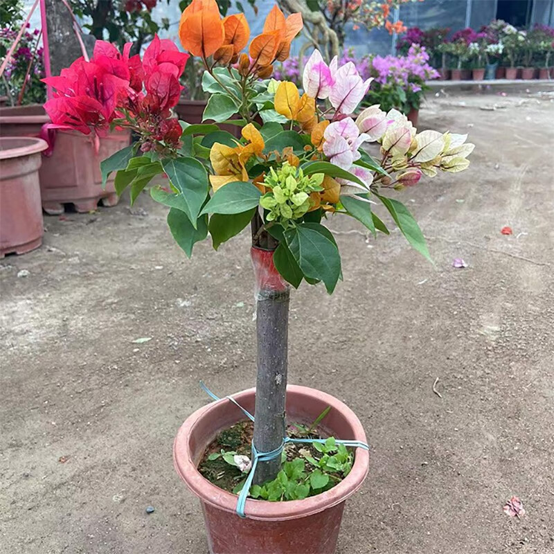 网络花卉商品历史价格查询|花卉价格比较