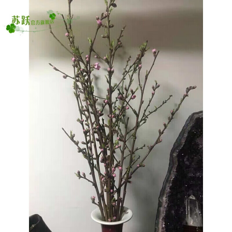 汉柠  (现货)新鲜桃树枝带花苞遇水开花干枝新鲜桃插水开花真桃花
