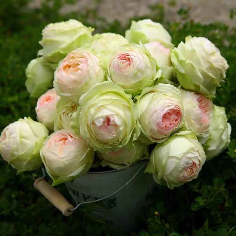 文枝灌木切花月季幻彩直立无刺阳台庭院盆栽玫瑰多季开花包子花型小苗