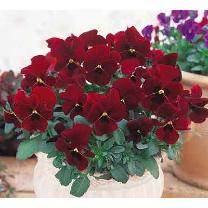 播种耐寒三色堇花种子食用小角堇冬天四季开花盆栽花籽室外 红色200粒