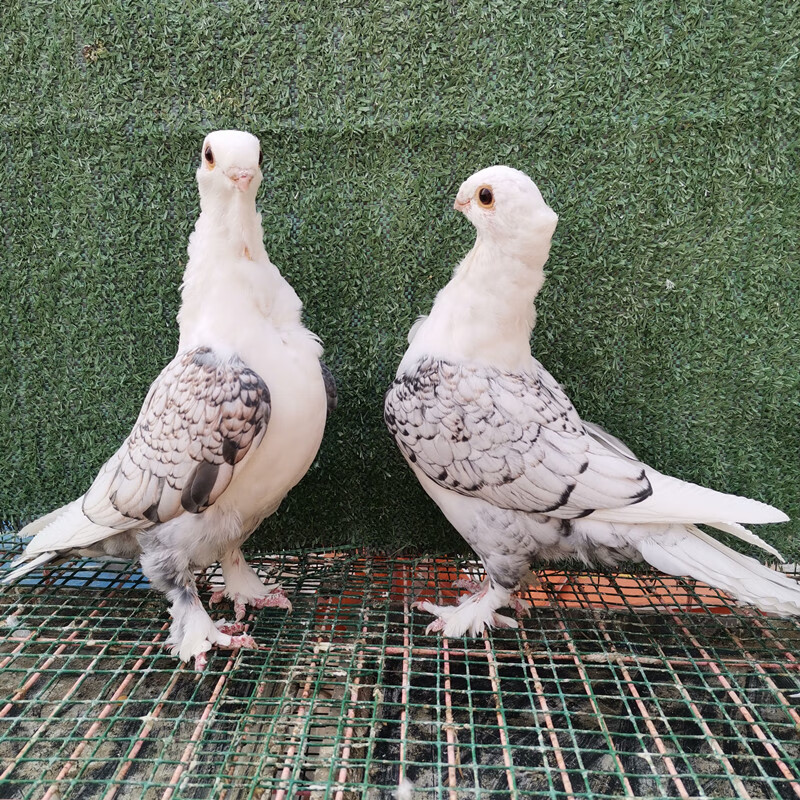 鸽子一对观赏鸽活物凤尾摩登那点子两头乌淑女种鸽短嘴成年活体 兰花