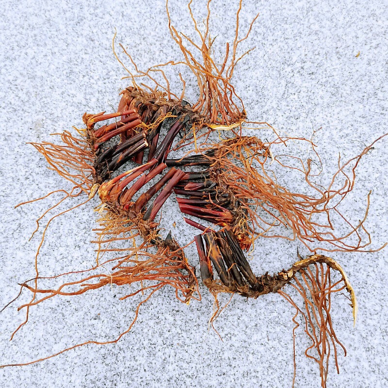 伟博止鼻血利尿席草根席草头草席根民间中草药新鲜晒干织席草根蔺草头