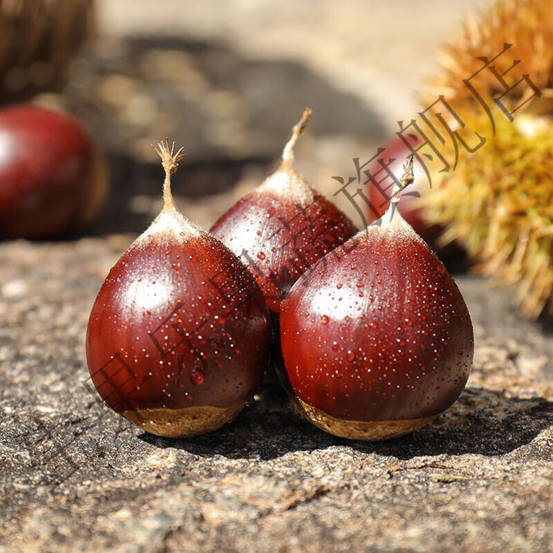高山新鲜生锥栗板栗子建瓯油栗圆栗农家现摘毛栗子蔬菜 中果 1500g