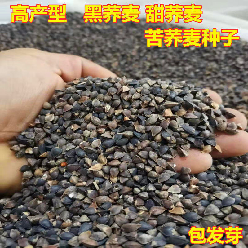 花e流高产甜荞麦种子蜜源荞麦种子黑荞麦种子苦荞种子四季种植 甜荞麦