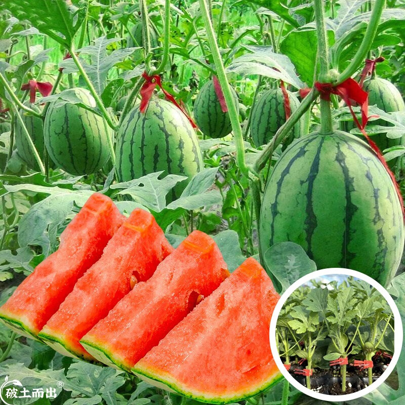 大禹小西瓜种子苗甘美4k盆栽南方水果种籽 嫁接早春红玉西瓜苗5棵