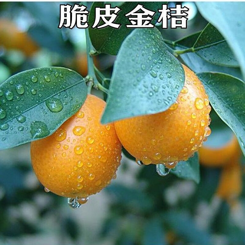 金桔樹苗 盆栽地栽金桔苗四季果樹苗食用小金桔子苗脆皮金橘招財果室內(nèi)植物金橘 7年苗【結(jié)果苗】帶土發(fā)貨 樹苗