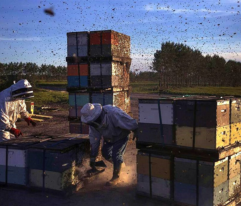 蜜蜂王意蜂蜂群出售活体蜜蜂意蜂群带王整群笼蜂带王蜂群蜂疗授粉 1斤工蜂+2个巢脾+1产卵王