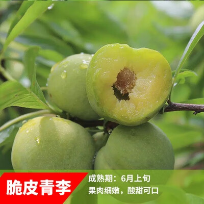果树苗 李子树苗 嫁接特大李子苗晚熟阳台庭院别墅青脆李脱骨李子苗
