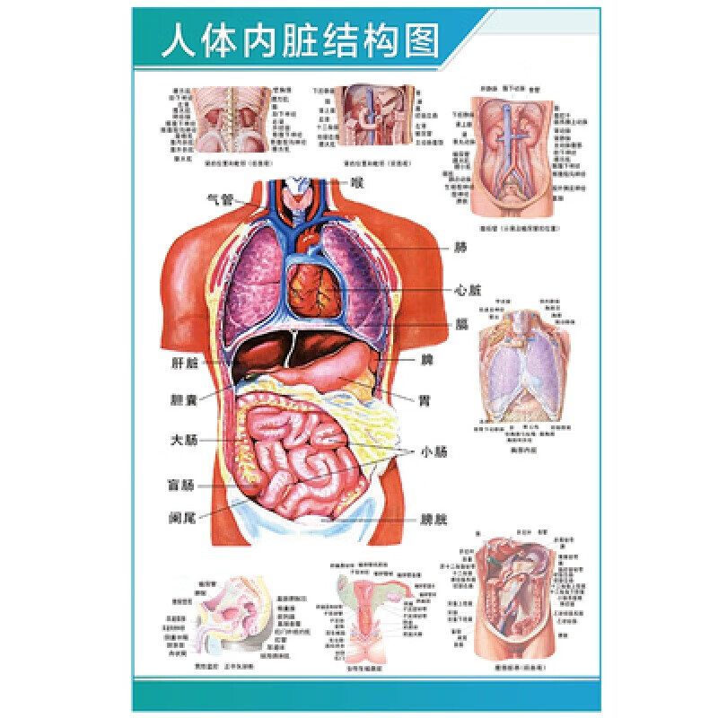 彩色学骨骼结构图神经肌肉五脏六腑示意解刨器官挂图 人体内脏结构图