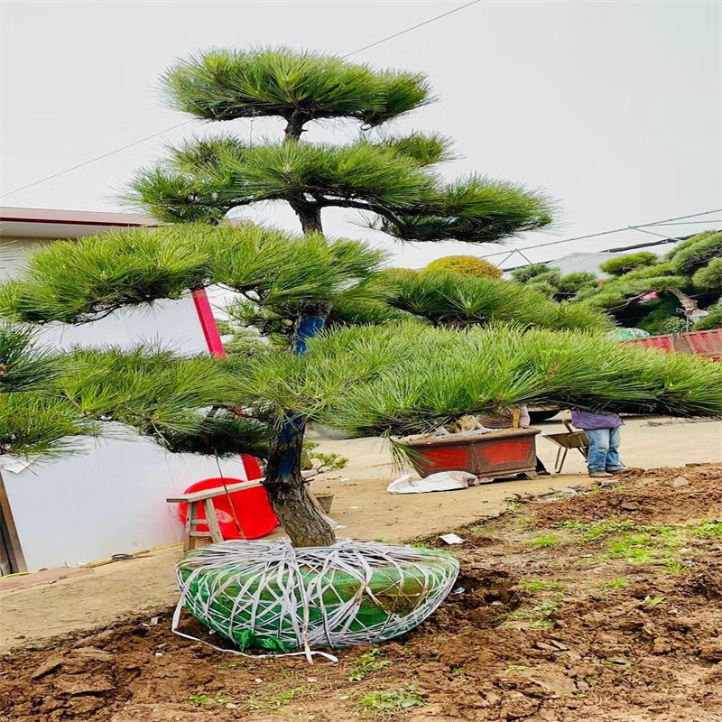 慕尔森黑松造型风景树室外大型别墅公园庭院四季常青绿化苗大树苗迎客
