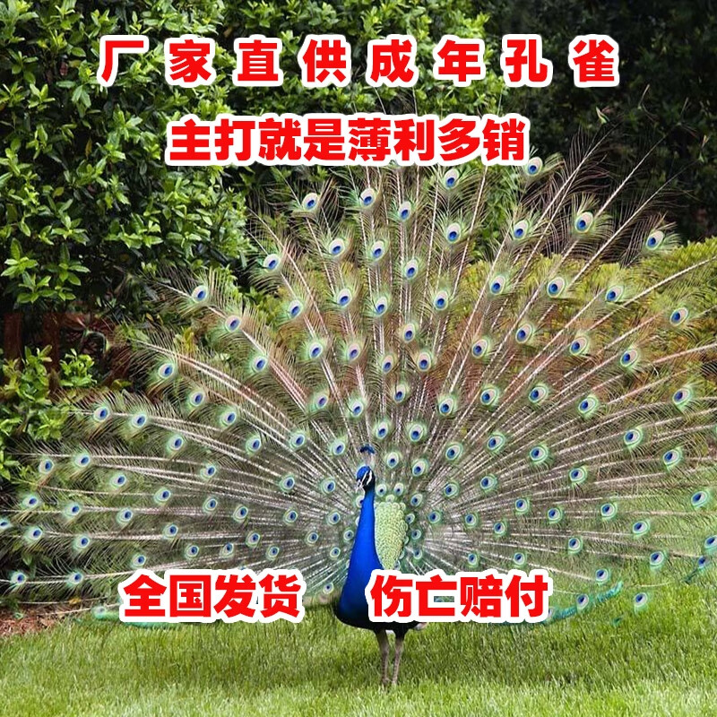 孔雀公母一对孔雀苗小孔雀幼鸟成年孔雀活体观赏宠物孔雀活苗