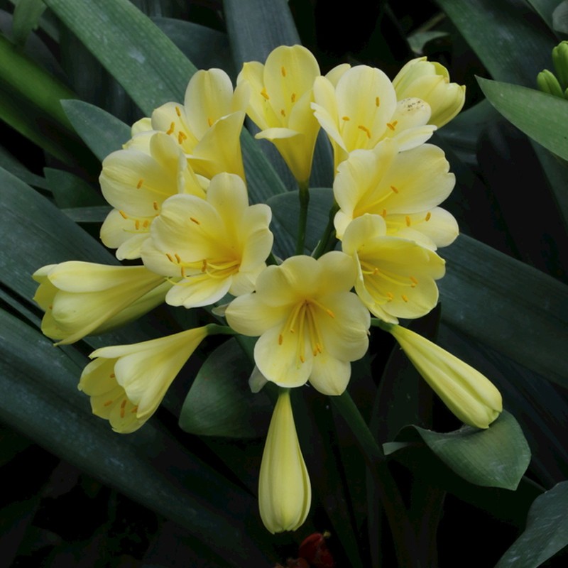 花苗盆栽君子兰苗室内阳台绿植花卉精品兰花苗君子兰盆栽苗 黄花 8到