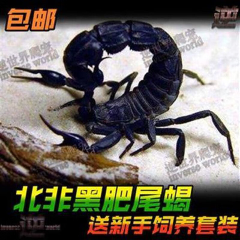 北非黑肥尾蝎 非常霸气粗壮的大尾巴 am新手宠物蝎子