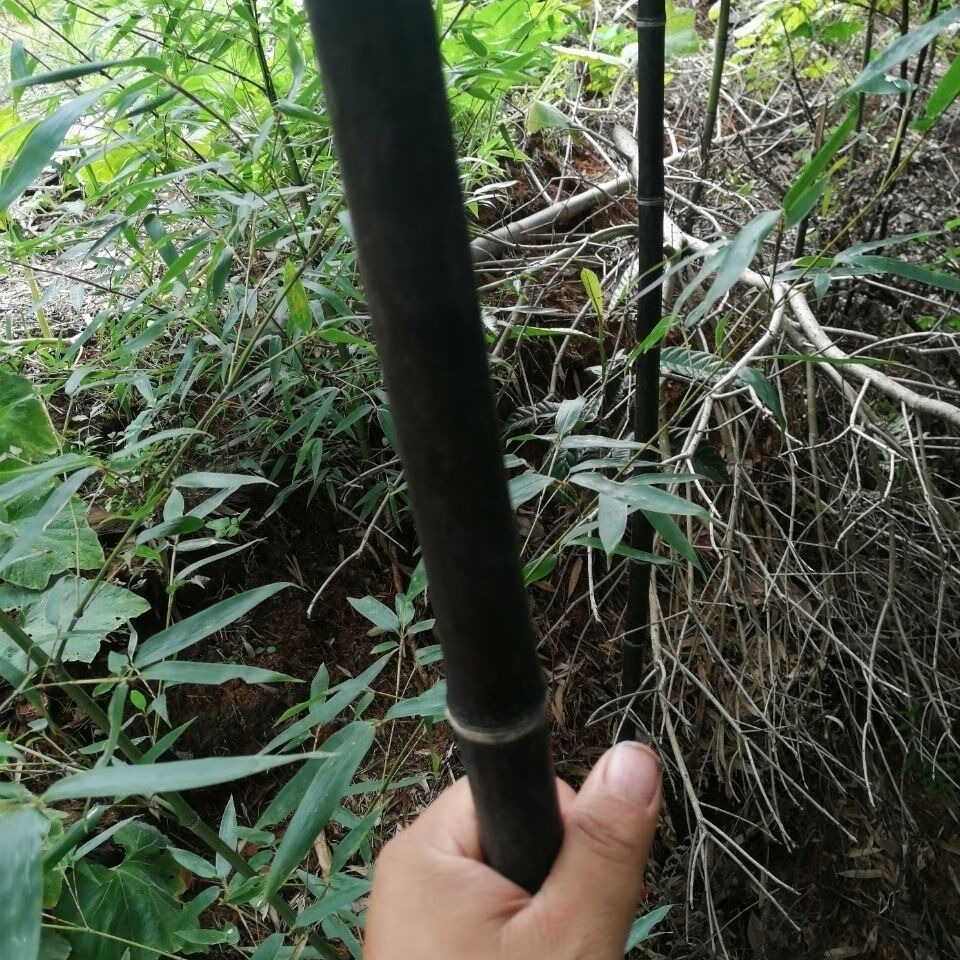 伟博根 竹根 黑竹根 紫竹根 乌竹根 散生竹根 竹茄种植药用竹根 10年