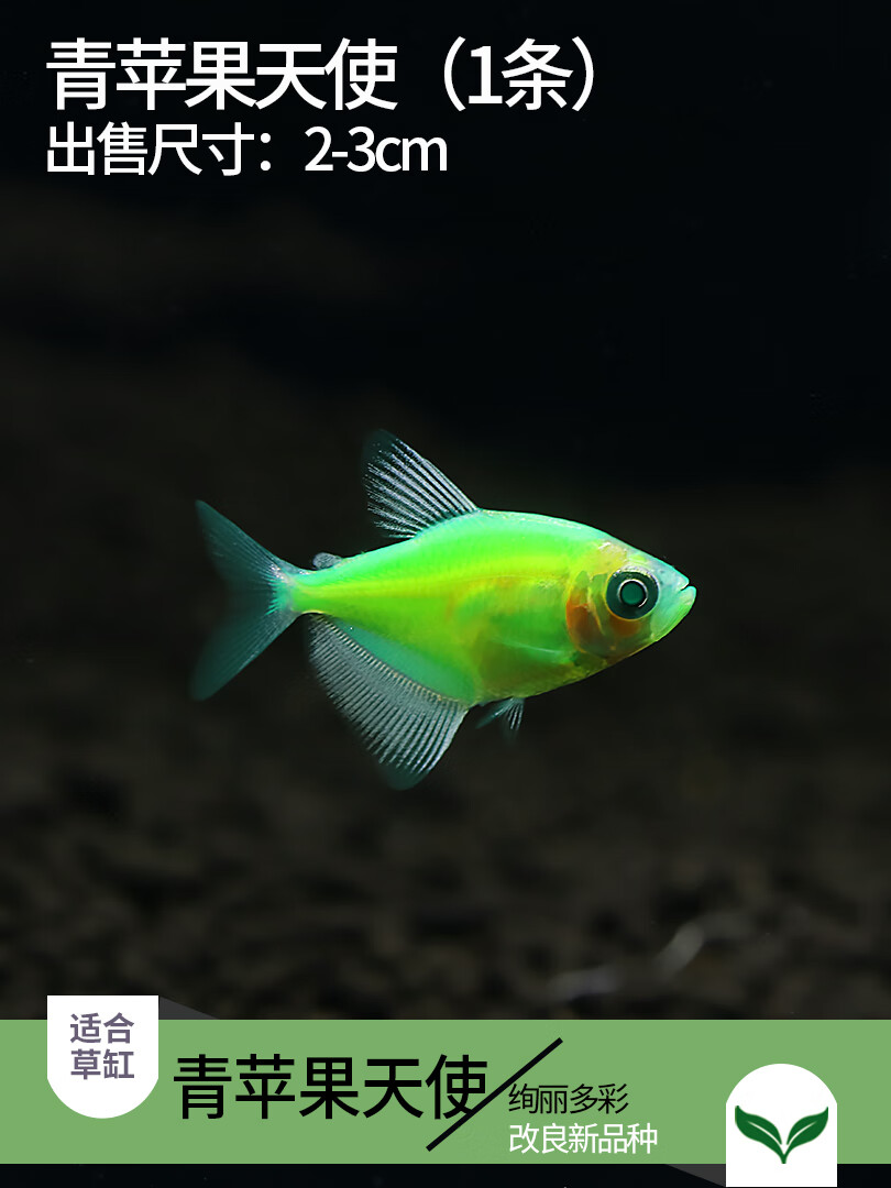 观赏鱼柠檬天使鱼小型热带鱼青苹果天使鱼淡水宠物活体鱼 青苹果天使