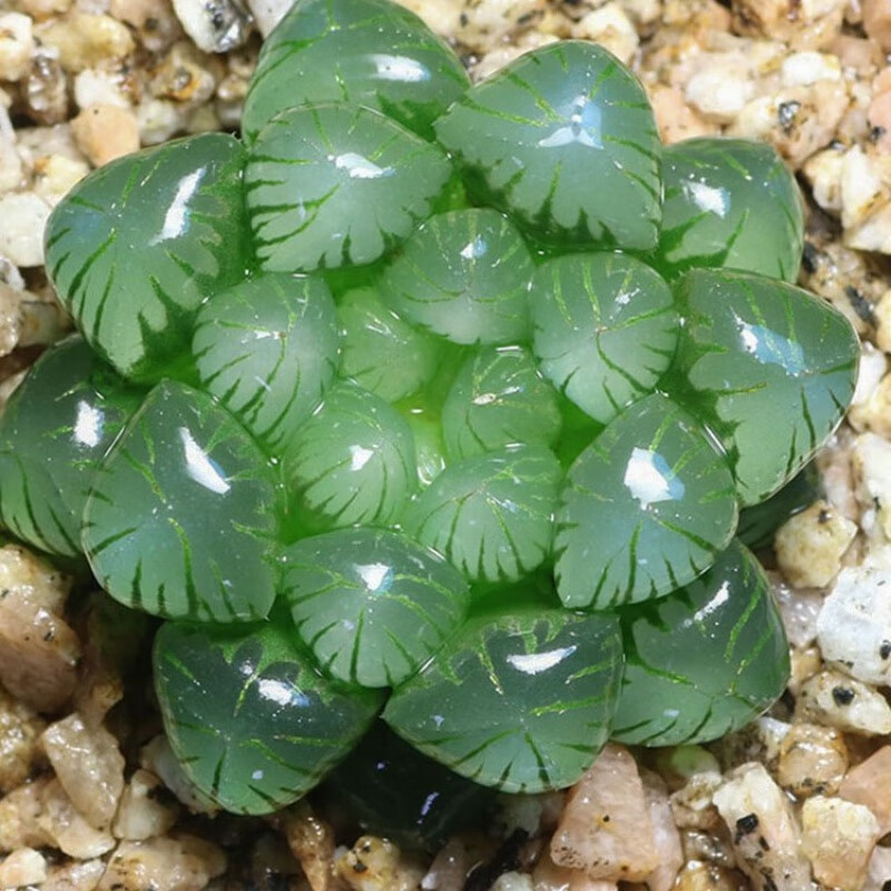 苓芊玉露肉肉植物樱水晶稀有品种室内桌面盆栽 姬玉露【4-6厘米左右】