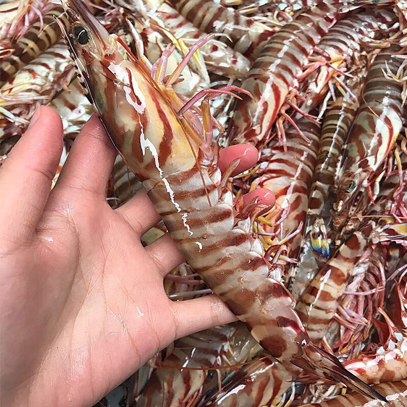 鲜花虾竹节虾海虾 康胜谊 广东省(专拍) 400g*2盒【特大虾每盒5-6条】