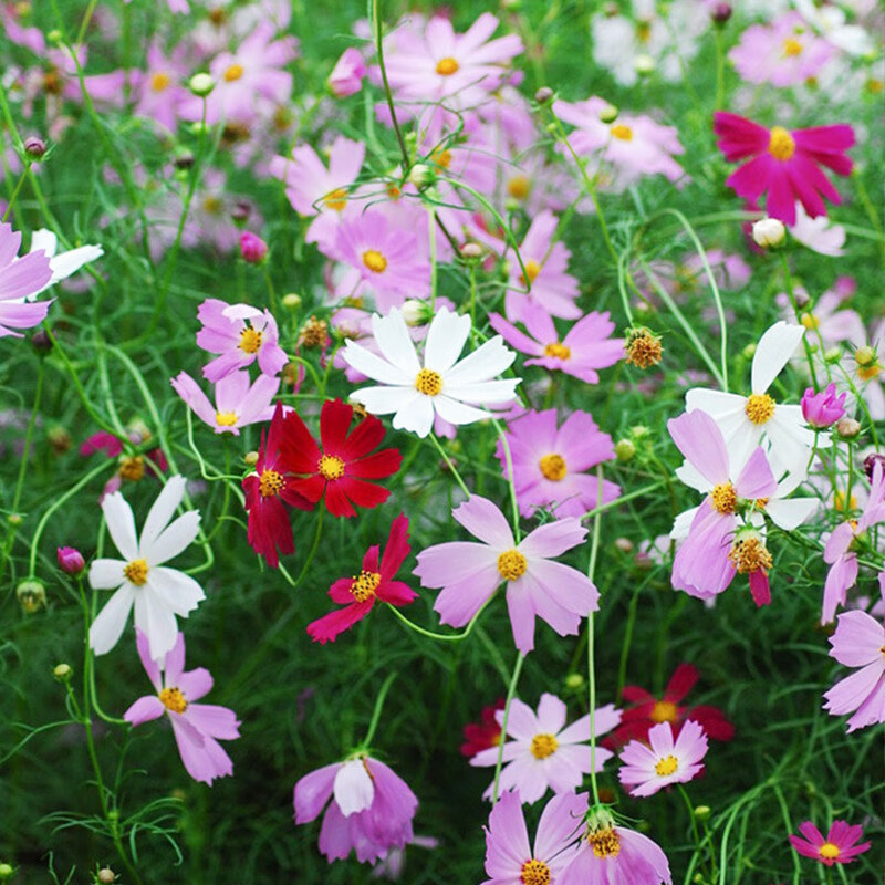 菜友满天星一年四季都开花易活花卉子雏菊室内盆栽波斯菊阳台 *单瓣混