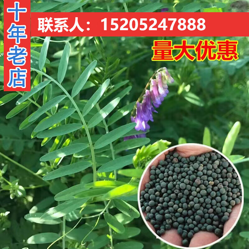 伯贤 箭舌豌豆种子 果树绿肥道路绿化蜜源植物 小苕子种子高蛋白牧草