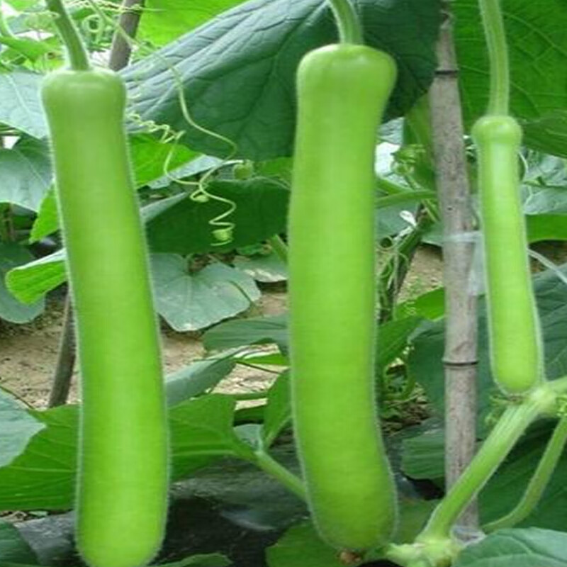 和利农翠优瓠瓜种子长蒲瓜种籽四季菜葫芦农家小瓠子蔬菜种孑 翠优