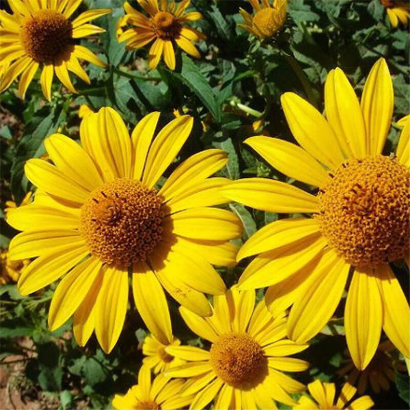 韵久日光菊种子赛菊芋花种籽子多年生宿根草花种子庭院绿化观花草
