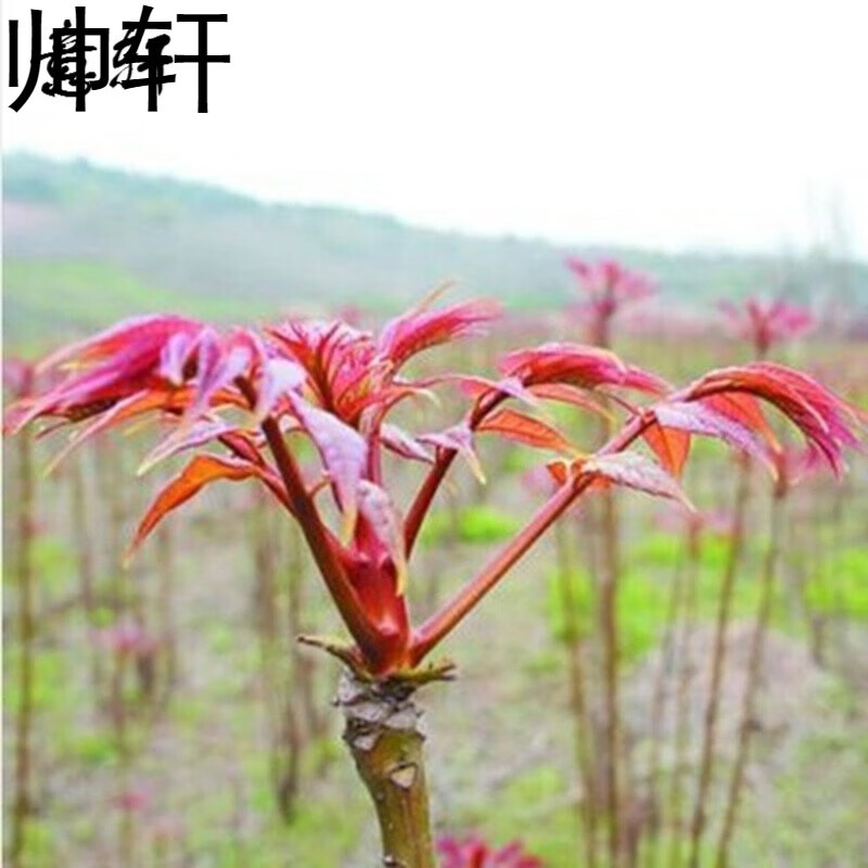 红油香椿树苗批发果树苗盆栽南北方香椿苗红头芽苗菜阳台蔬菜 3年