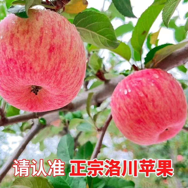 京东苹果历史价格怎么查|苹果价格比较
