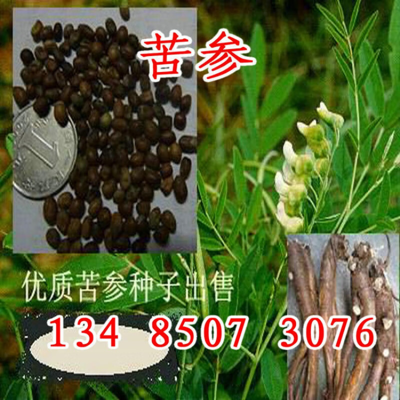 阳澄约定苦参种植树种苦参种子高产中药材好管理新成熟苦参树种 苦参1