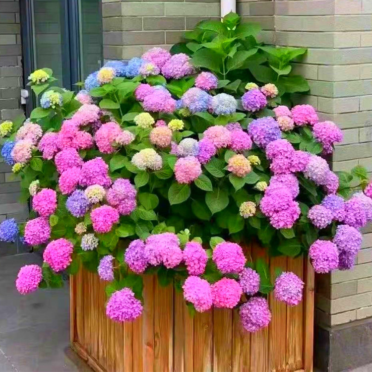 网红别墅花园植物绣球花苗阳台盆栽露台耐寒好养花卉无尽夏多年生