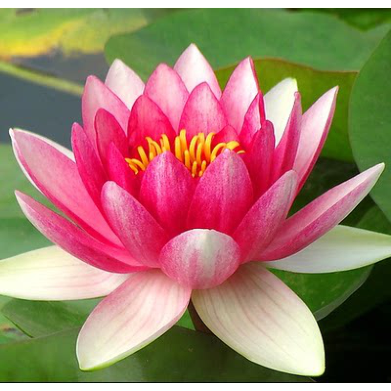 池塘水培植物四季荷花水养花卉碗莲根茎带芽睡莲花苗 红色睡莲花x3颗