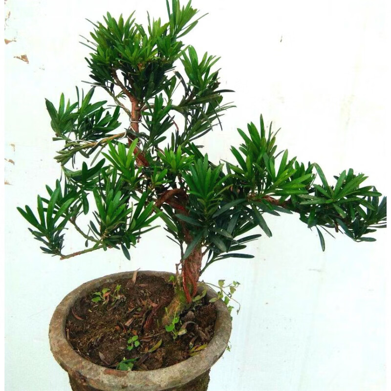 春花妙意绿植小叶罗汉松盆栽室内花卉盆景树桩榆树办公室绿色植物