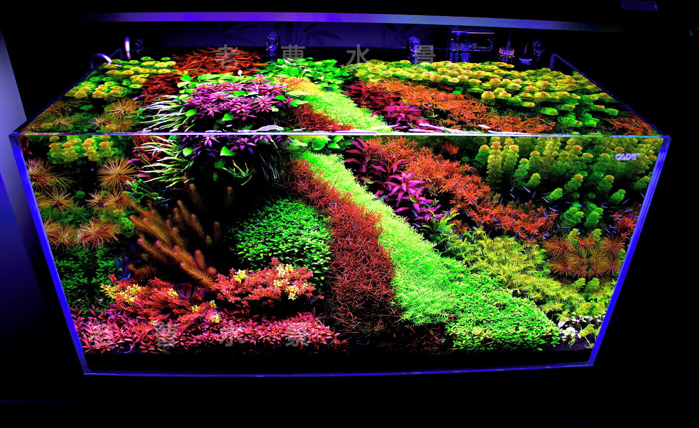 荷兰景水草开缸套餐成品鱼缸活体草缸懒人沉木石头造景植物水下叶 60