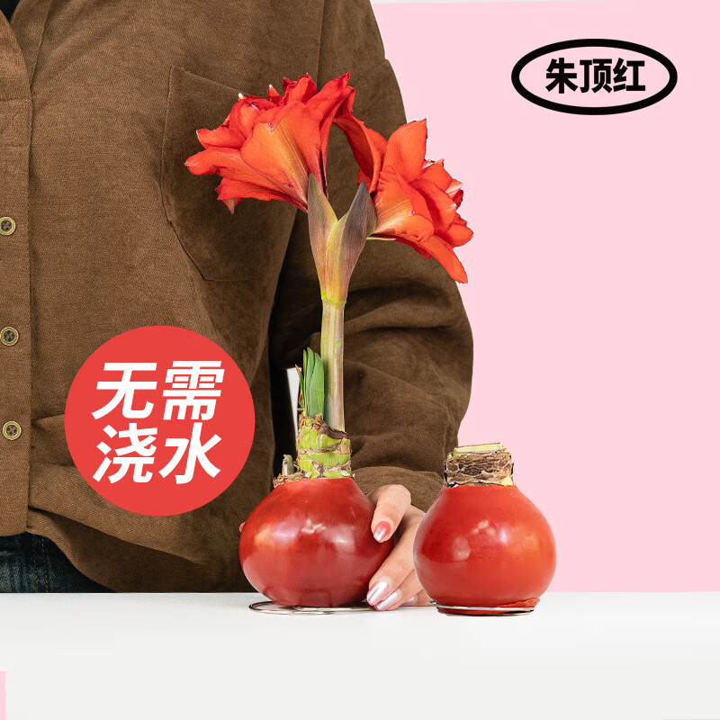 京东鲜花荷兰进口朱顶红蜡球精装版中球周长26-28cm红色球体颜色品种随机高性价比高么？