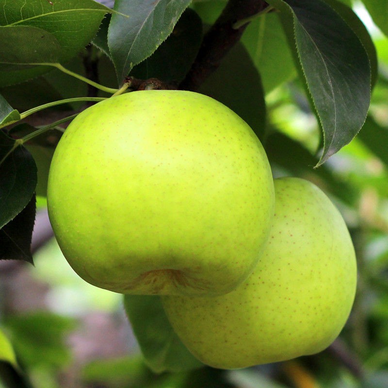 砀宁果品砀宁果品 百年老树梨酥梨青冠梨新鲜水果梨子 青冠梨2斤