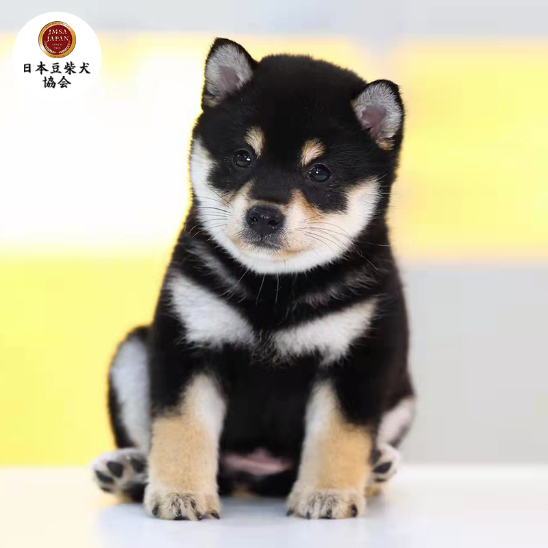 哼嘟(humdu)纯种日本柴犬幼犬豆柴宠物狗狗活体公母黑白柴犬北京犬舍